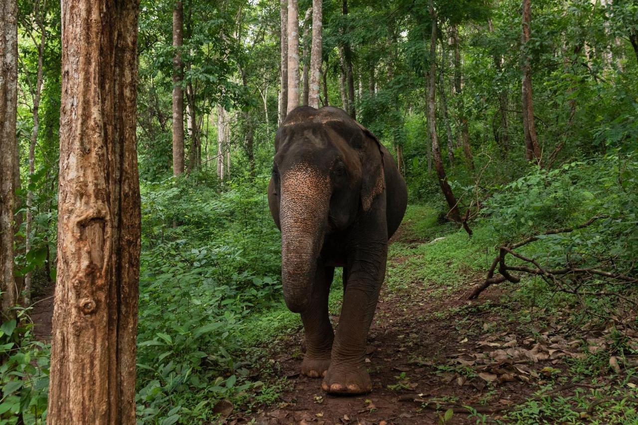 Chiang Mai Elephant Friends Luaran gambar